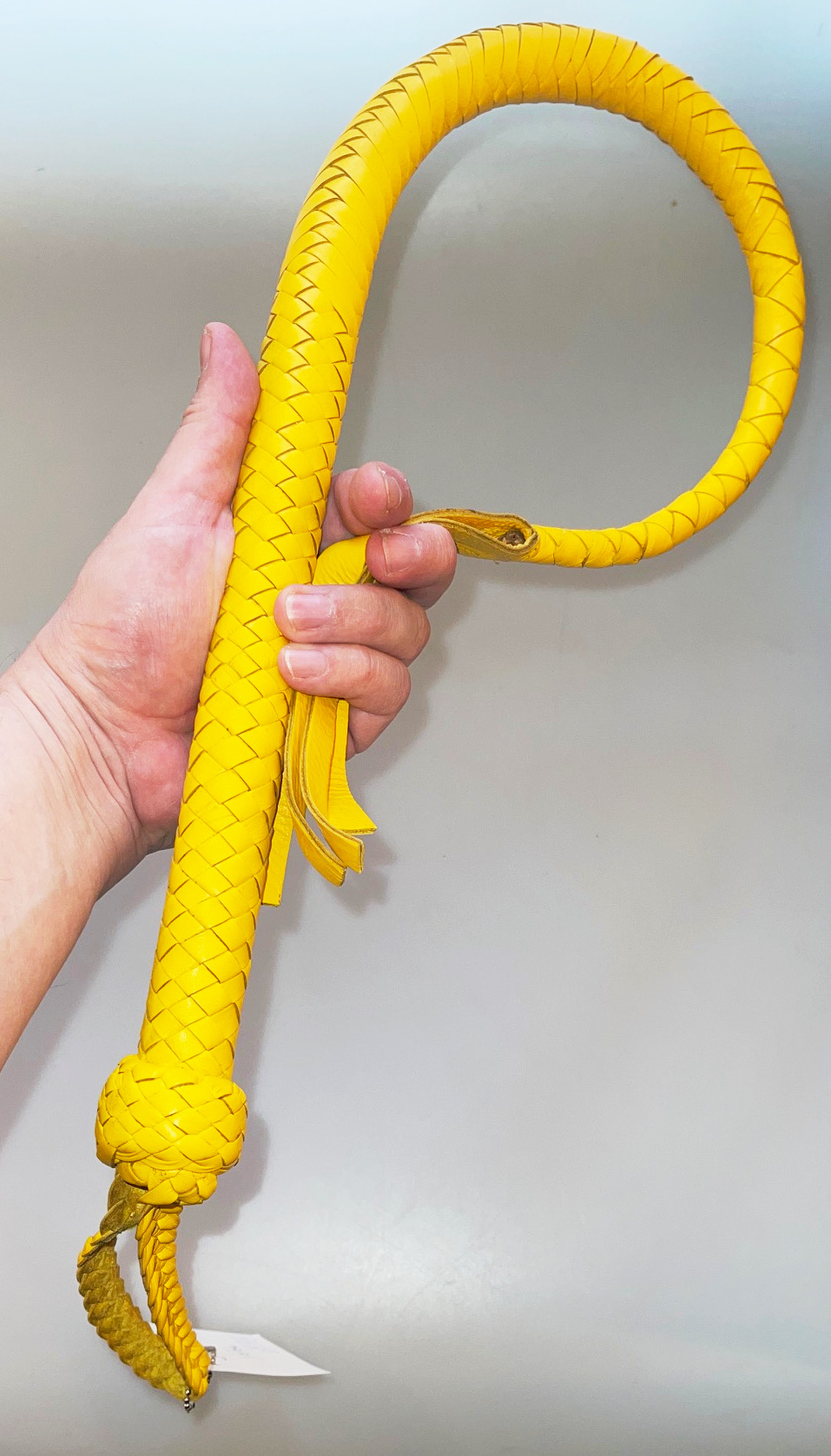 Kanadische Shortpeitsche kurze Singletail - Yellow